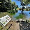 曽根城公園ハリヨの池・切所池（岐阜県大垣）