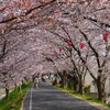 井原堤の桜並木を今年も歩いてきました！（岡山県井原市）