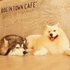 バンコク犬カフェ　「DOG IN TOWN」＠エカマイsoi6