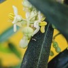 Olive開花し始めました。