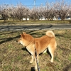 早咲きの桜に見入るすけろく