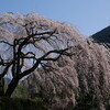 和宏花巡礼2010「桜」　花の宴