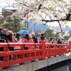 飛騨の春景色　『高山市内の桜ピークです！！』