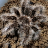 カーリーヘアータランチュラ　Brachypelma albopilosum