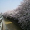 現場でも桜が満開