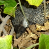 サウジノクラシ - Wild hedgehog 居住区でハリネズミと出会う