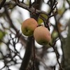 ヒメリンゴ　〈姫林檎の赤い実〉