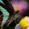 アオスジアゲハ蝶（おかやまフェア）