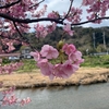 河津桜