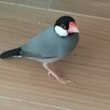 今日の複数放鳥①