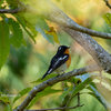 2019年10月27日の鳥撮り-神戸