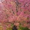 紅葉まみれの散歩道～