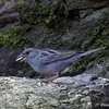 日本　松尾池の野鳥たち