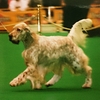 ENGLISH SETTER