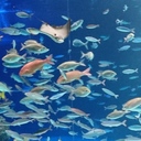 初めて陸に上がった魚の見た空は…？