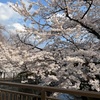 【成城学園前の桜】家の周りの桜が満開です