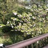 八重桜