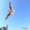 広角で撮るカモメ