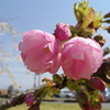 八重桜が開花