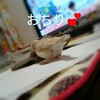 可愛い文鳥の撮り方～おすすめアングル～