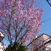 ＊庭の桜が8分咲き。