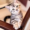 猫飼ってみたい、独身＋アロマテラピーでアウトなんだよなー