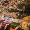 岡崎城公園の夜桜と失敗談