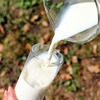 効果的な牛乳の飲み方