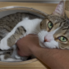 キャットタワーで寛ぐきなこもち特集25