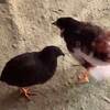 夢がひろがる家族計画