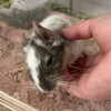 しろごまあん1565日目