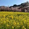 花を訪ねて（福島、花見山）