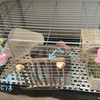 うさぎがケージを齧る理由と対策