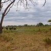 アフリカゾウ(African Elephant)