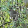 ホーホケキョと鳴きながら