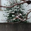 雪の日。韓国語の勉強。