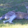 オーストラリアの首都 キャンベラ 後編