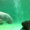 うさちゃんと行く鳥羽水族館♪うさちゃん、海の友達に大人気！！