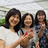 完熟いちご🍓狩り情報５月１８日(金)🌿休園日です‼️🙇🏻‍♀️