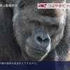 SNSで話題。東山動物園発イケメン・ボスゴリラ