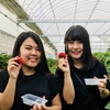 完熟いちご🍓狩り情報５月１４日(月)🌿休園日です‼️