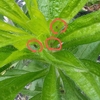 帝冠　益虫か害虫か