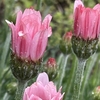 チューリップ🌷ローダンセマム🌺スナップエンドウ🥬