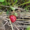 畑　夏の季節が来た
