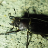カブトムシ、クワガタは気持ち悪い？　嫌いだけどなんとか扱いたい、説明したい方への教科書