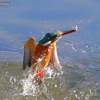 谷矢部池公園に現れた野鳥（12月）