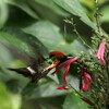 ホオカザリハチドリ(Tufted Coquette)