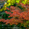 【成田・京成成田】紅葉はまだまだでしたが、Sigma135f18 Art 欲しくなりました。成田山公園紅葉まつり  November 2018