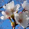 上野公園 桜 2020年 満開予想日は？