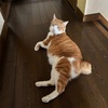 8月の外来。